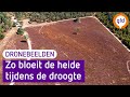 Dit is de bloeiende heide vanuit de lucht