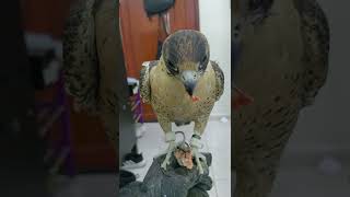 Feeding my Barbary falcon..