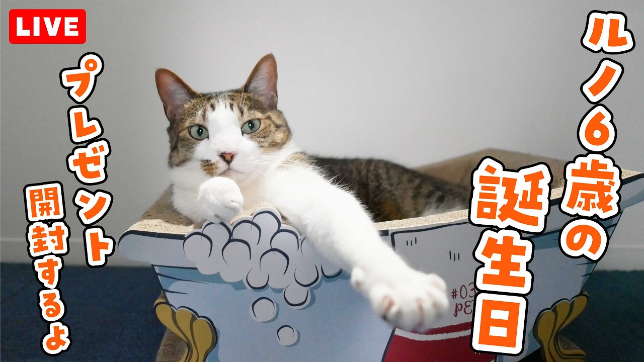 【プレゼント開封】ルノ6歳の誕生日ライブ配信！こぞってね〜
