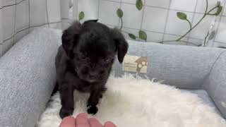 ハーフ犬の動画01