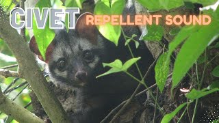 Download lagu Suara pengusir musang/luwak mp3