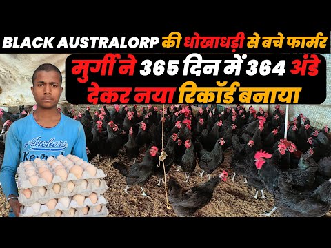 Black Australorp-Zucht in Indien: Wie vorteilhaft ist diese Rasse? Alle Informationen zum einheim...