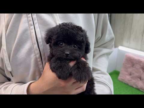 YouTube動画のサムネイル