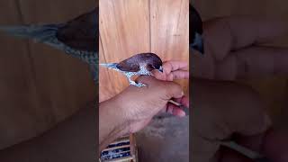 Download lagu VIRAL BURUNG EMPRIT ISIAN PERKUTUT & KENARI mp3