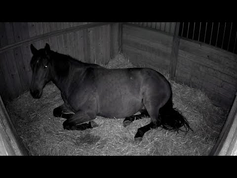 🔴 LIVE Foal Watch Cam | Pregnant Mare Resting Before Foaling 🐎
