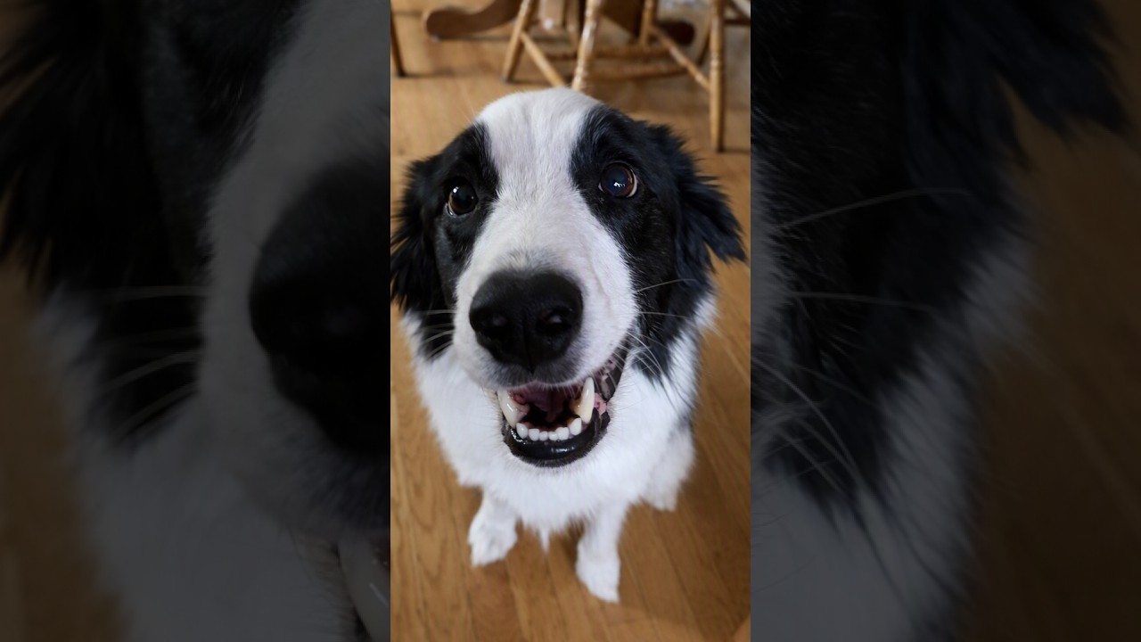 Jax, a Adoptable Border Collie in Minneapolis, MN video 2/6