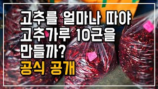 100키로 고추 따면 고추가루는 얼마나 나올까? 고추망으로 키운 고추 300주 중간결산 #시골살이 #고추농사…