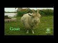 BabyFirst Safari Scrapbook Goat
