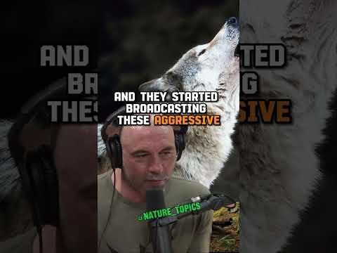 Alpha Wolf Tactics Revealed: Establishing Dominance & Survival Strategies ft. Forrest Galante on JRE