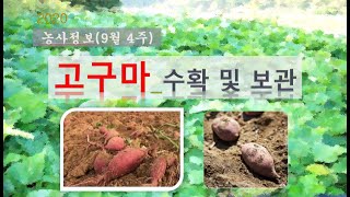 [농사정보] (9월4주)  고구마_수확 및 보관