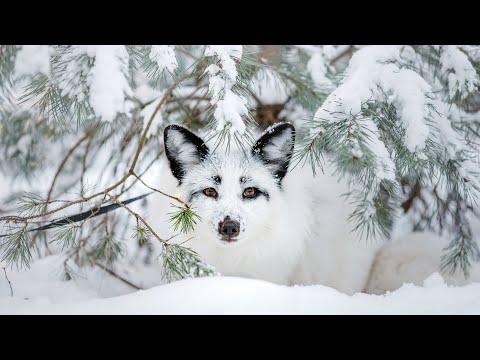 Yellowstone's winter Peace, Beautiful Relaxing Music, Peaceful Soothing Music, by Tim Janis