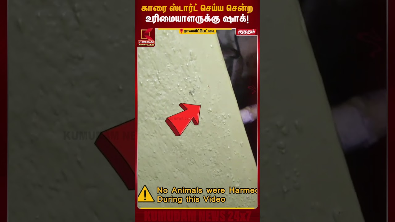 காரை ஸ்டார்ட் செய்ய சென்ற உரிமையாளருக்கு ஷாக்! உள்ளே இருந்த விஷப் பாம்பு | Ranipet Snake Rescue