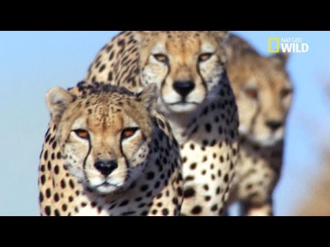 Des guépards attaquent en groupe un zèbre