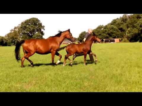 Schwarzgold/T - Welser Hannoveraner Stutfohlen