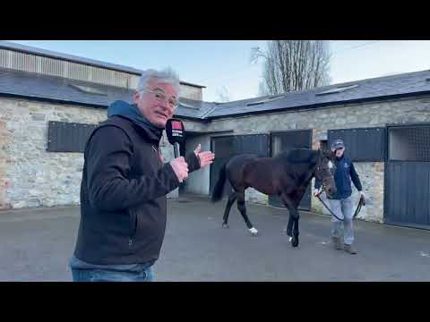 KODIAC à Tally Ho Stud avec Henry O'Callaghan : Irish Stallion Trail 2026