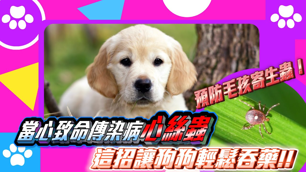 預防毛孩寄生蟲！當心致命傳染病心絲蟲 這招讓狗狗輕鬆吞藥