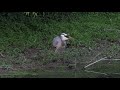 Great Blue Heron Feasting On Snake Or Eel Birds Nature Wildlife