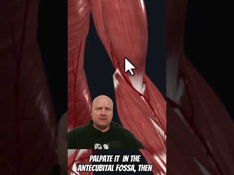 How to find the Brachial pulse