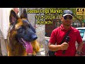 Saddar Dogs Market 12-5-2024 Karachi | Rare and Unique Dogs | كلاب الحراسة في صدر كراتشي باكس
