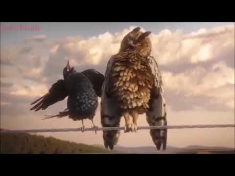 Lustige Vögel auf der Stromleitung