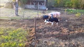 Border Collie Ronya shepherd pigs