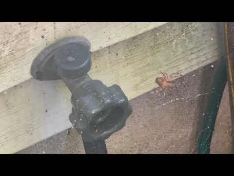 Spiders Getting Ready for Winter in Freehold, NJ