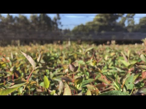 Vivero Cerros del Olimar