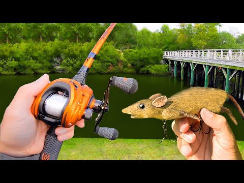 Fishing a Rat Lure for Pond MONSTERS!