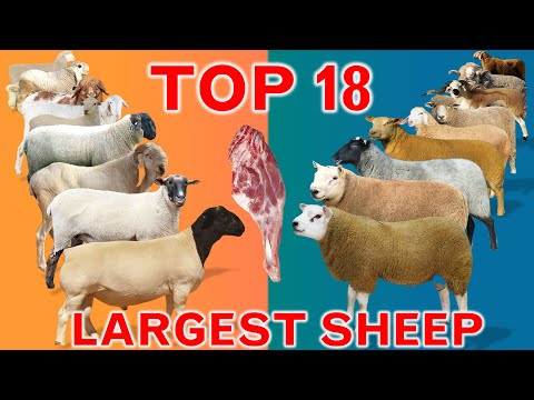 , title : 'Top 18 Largest Sheep Meat Breeds in the World | Domestic Sheep Breeds | Country by Country | Ramadan'
