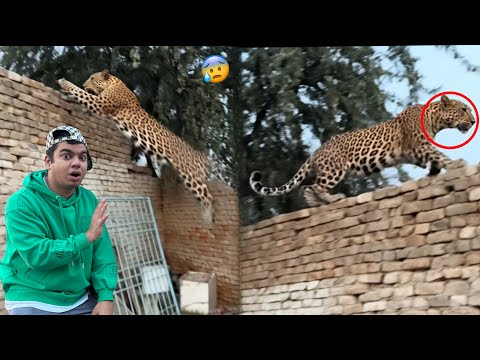 Trap Laga Ky Leopard Pakarna Laga 😱 Bhaag Gea 