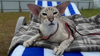 Adorable Oriental Shorthair Cat Tyson