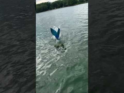 Real life Little Mermaid! 🧜‍♀️