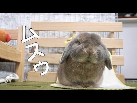ウサギの耳の病気 ウサギの耳の病気