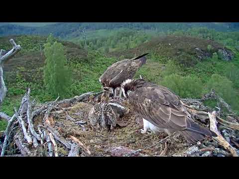 Louis feeds the chicks