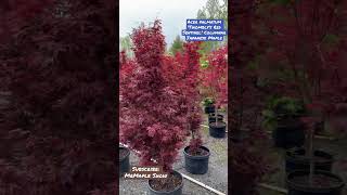 Download lagu Sub👉🏼@MrMapleShow Acer palmatum 'Twombly's Red Sentinel' Columnar Japanese Maple #japanesemaple mp3