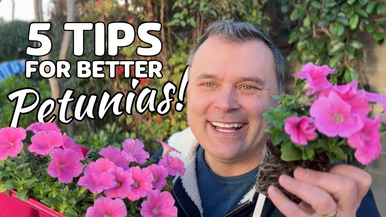 5 Tips for Better Petunias
