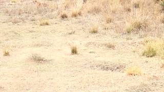 preview picture of video 'Tiger Cubs|Prepares for Hunt|Tadoba|Moharli|India'