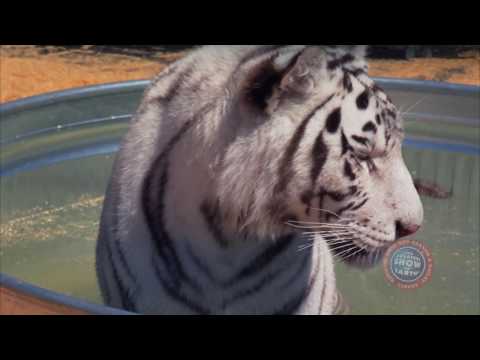 Ringling Bros. and Barnum & Bailey