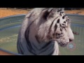 Ringling Bros And Barnum Bailey