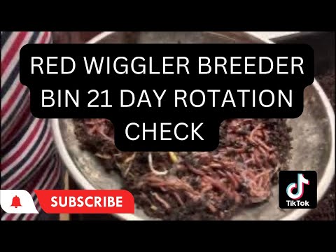 It’s time to check the 21 day Red Wiggler breeder Bin #wormcomposting #redwigglers #vermicompost