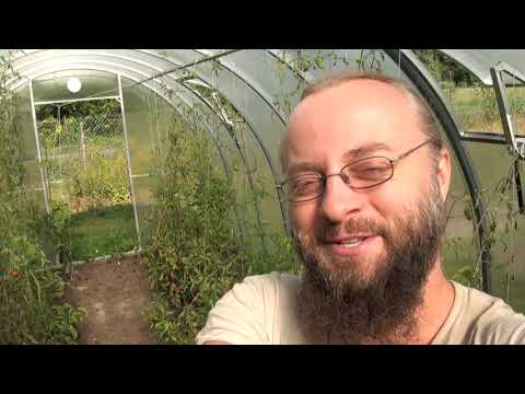 Wild and well-groomed tomatoes 9 - summary of 2 years of experiment