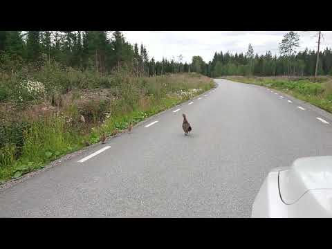 Tjäderhöna med kycklingar