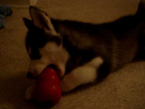 Husky and Kong -- our beauty Eva