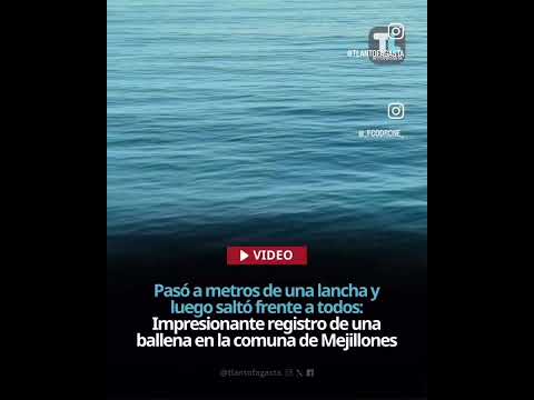 Pasó a metros de una lancha y luego saltó: Impresionante registro de ballena en Mejillones