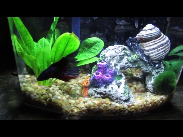 Update on Our Betta Fish | New Fish Tank