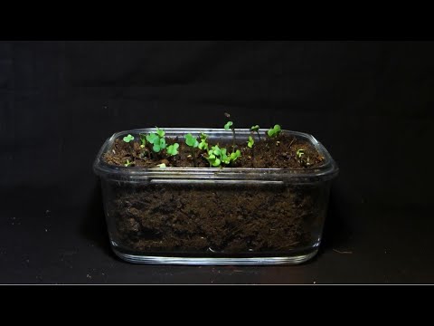 Timelapse - Mustard Seed Germination | Seed growing | Germination | Beautiful Timelapse