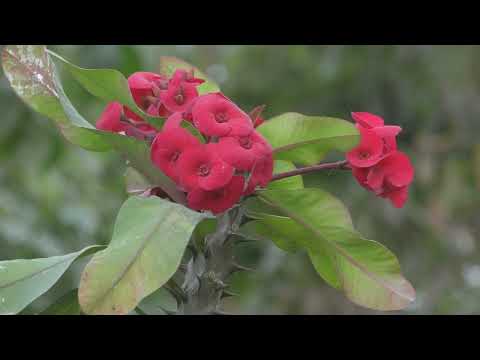 Cactus Flower - Video Clip