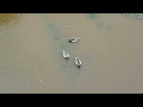 Wye in flood at Hereford