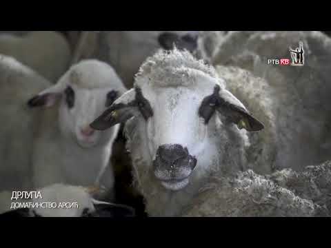 Drlupa domacinstvo Arsic