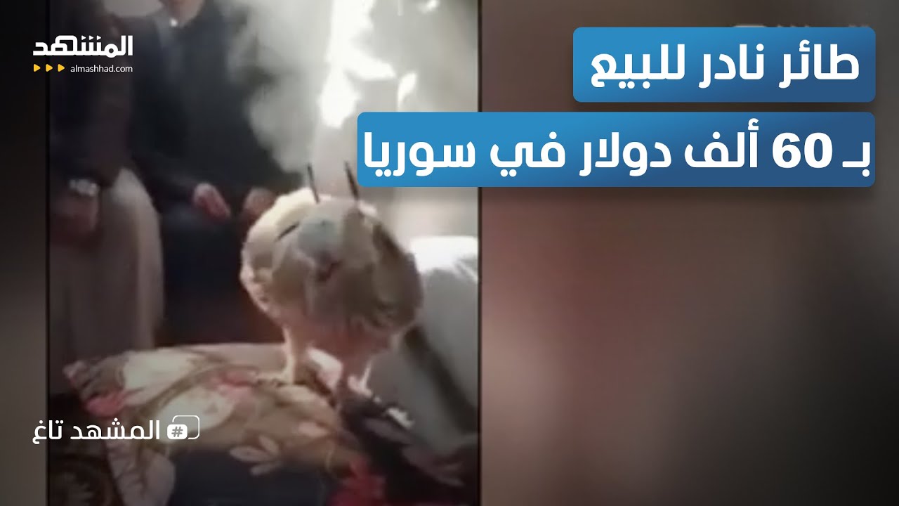 أندر طائر في سوريا يباع برقم خيالي.. هذه القصة الكاملة  - المشهد تاغ
